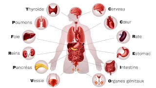 Les principaux organes du corps humain et leurs rôles