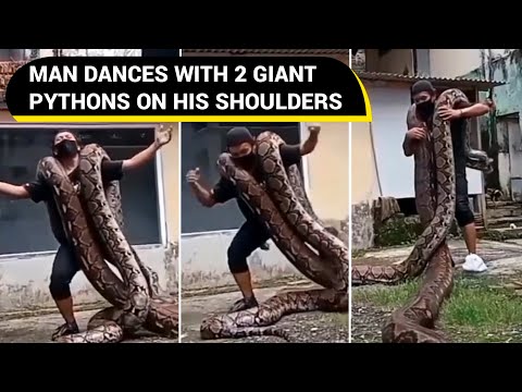Man dances with 2 giant pythons on his shoulders | Viral Video