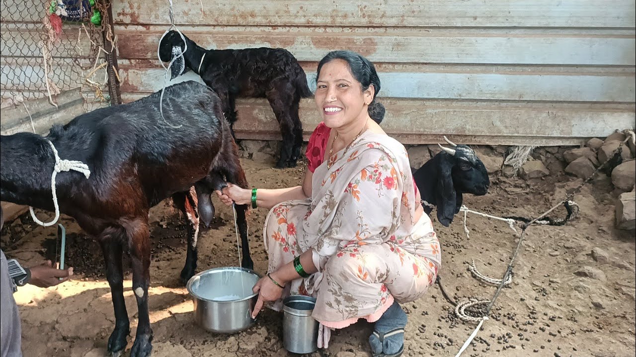 Very nice goats milk milking form of village 🤤