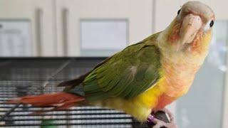 Pineapple Conure - Pineapple Green Cheek Conure - Conure Parrot Talking - Conure Talking by Pet Birds 48,450 views 2 years ago 4 minutes, 44 seconds