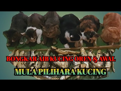 bongkar-aib-kucing-oren-dan-asal-mula-pilihara-kucing
