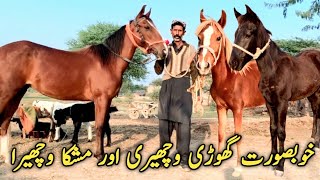 Pakistani Horses For Sale | horse|