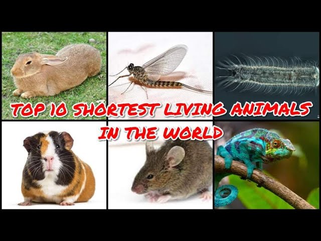 TOP 10 SHORTEST LIVING ANIMALS IN THE WORLD - YouTube