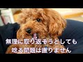 【３つの対策で解決！】犬が物を守ってはなさない場合の対応とは？