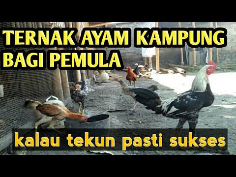 TERNAK AYAM KAMPUNG MENGUNTUNGKAN 