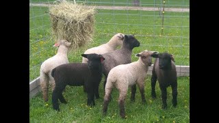 The Lamb Tractor #lambs, #homesteading, #farming #diy #lambtractor #trending #organic
