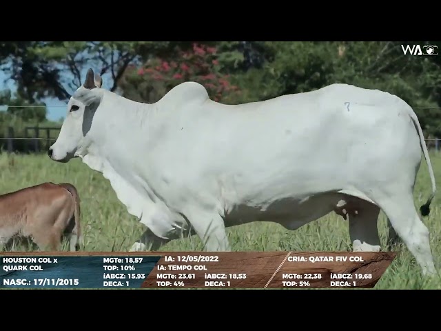 lote 07   col 24275 1080p