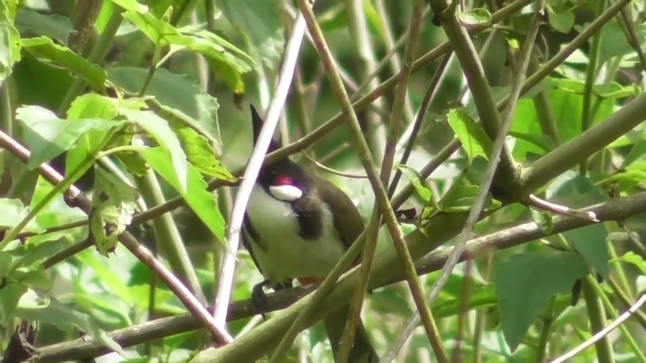 Hàng VIP. Xiêng ché, cầu, cánh. Bổi số 076. ZL 0972.708.701