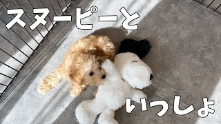 スヌーピーのぬいぐるみが大好きな子犬がかわいすぎる・・【生後2ヶ月】