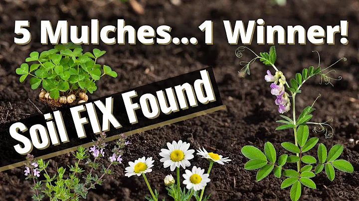 5 Living Mulches Ranked: Which One Makes Soil ‘Grow Itself’?