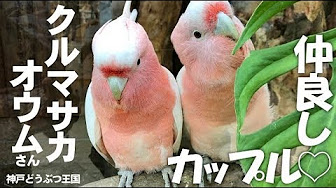 Hqdefault Jpg Sqp Oaymwexcnacelwbsfryq4qpawkiaruaaihcgae Rs Aon4cldjrui7n4sazkjkbplnbhcebda32w