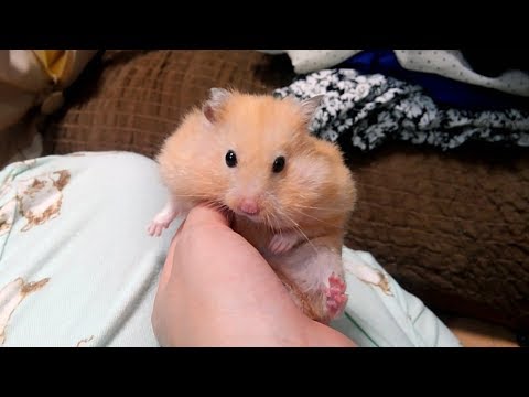 フリーズするとなぜこんなに可愛いんだろう おもしろ可愛いハムスターwhy Is It So Cute When A Hamster Freezes Youtube