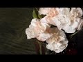 Easter Carnations - Latter-day Life Hacks