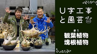 U字工事と園芸　#01