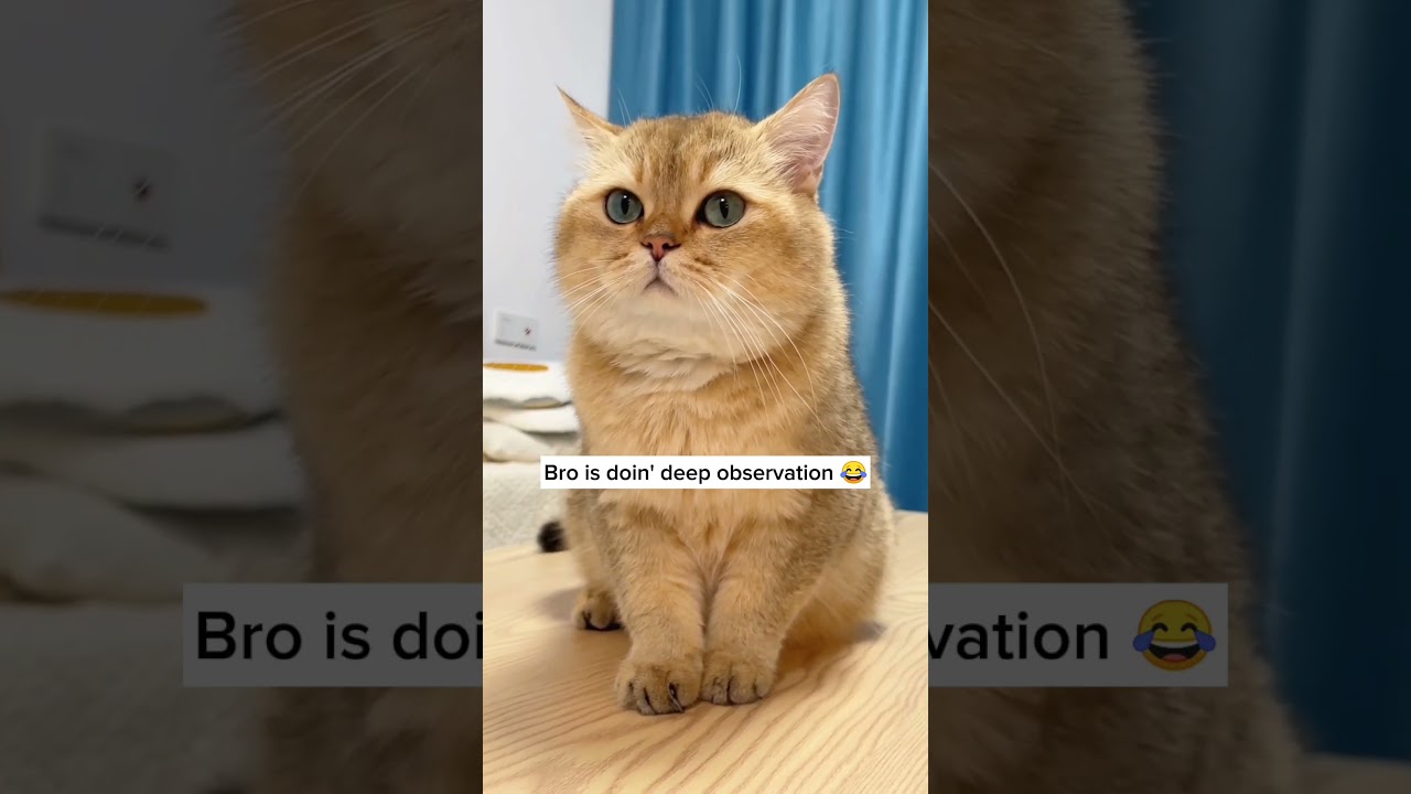 Deep observation is going on 🤣 