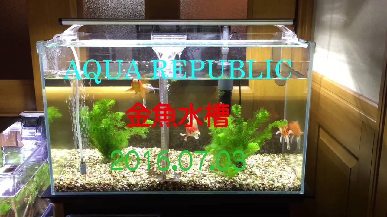 金魚水槽 本水槽のオスとメスを仕切り板で隔離しました 稚魚水槽その後 Youtube