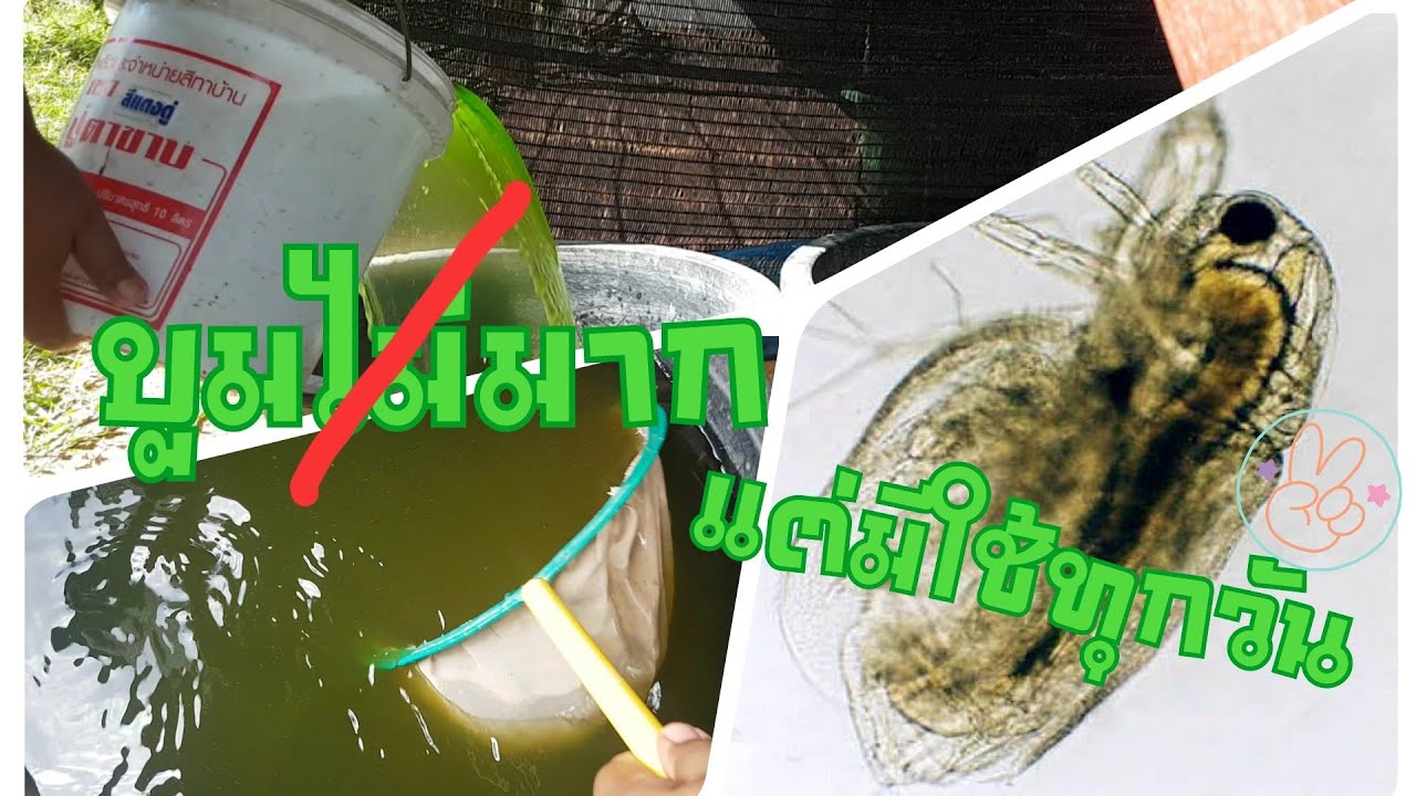 วนรอบตักไรแดงยังไง? ให้มีใช้ทุกวัน (คลิปจากช่องเก่า)