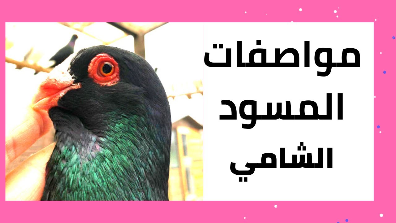 مواصفات المسود الشامي 🔥🔥