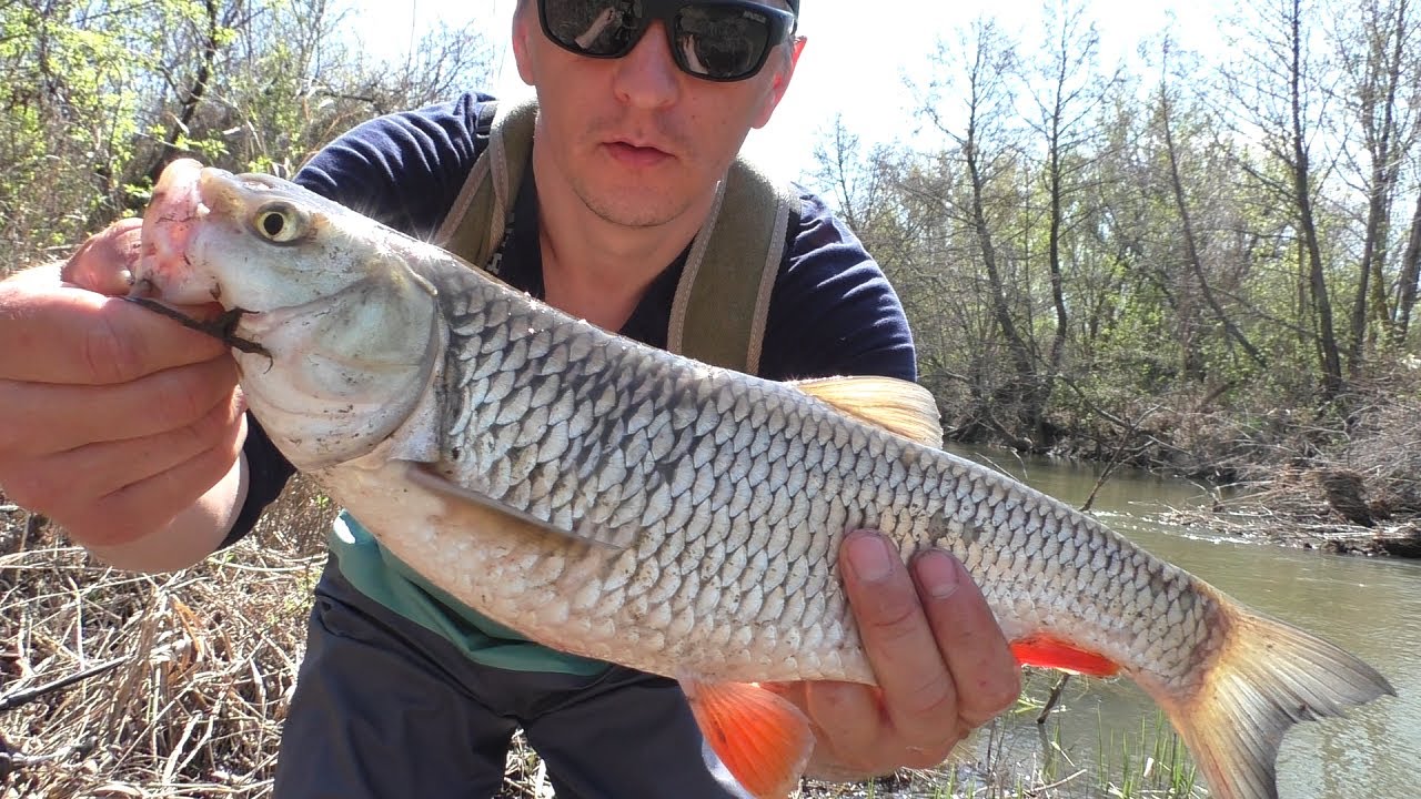 Обновил рекорд по голавлю.Рыбалка на спиннинг весной. - YouTube
