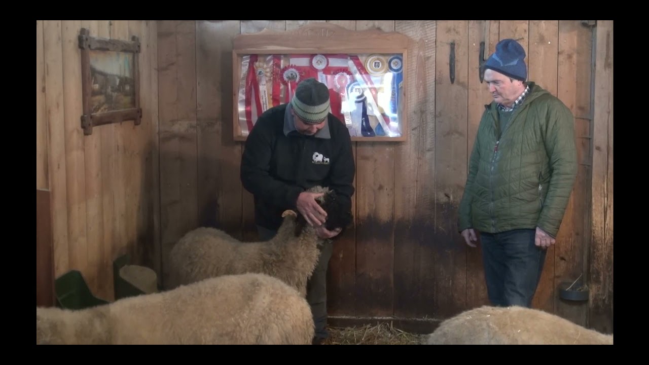 Rassenvorstellung Walliser Schwarznasenschaf