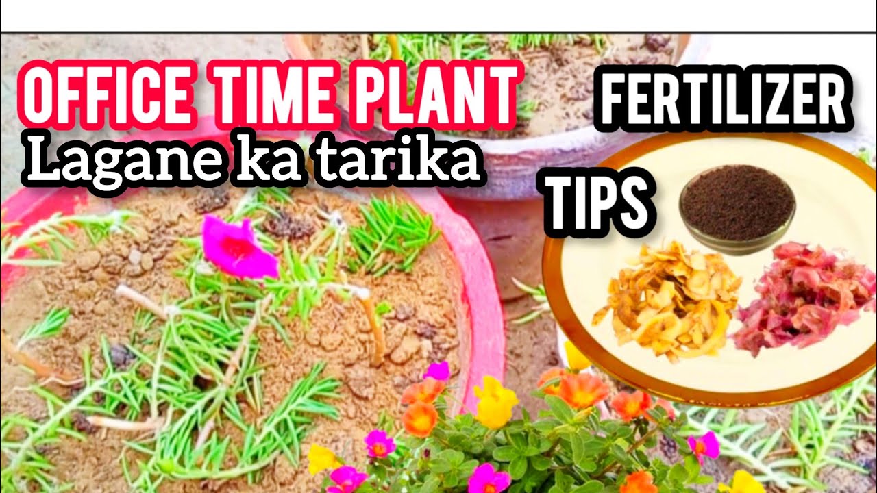 How To Grow Office Time Plant Care Growing Tips Fertilizer Ibrahim how-to-grow-office-time-plant-care-growing-tips-fertilizer-ibrahim