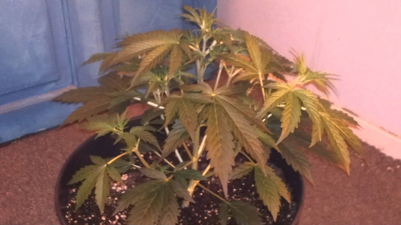 Auto update jock horror