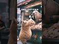 Kucing naik sepeda #catcute #cat