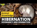 Animal Survival Strategies: Hibernation, Dormancy, and Brumation Explained