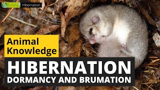 All About Hibernation  Animals for Kids  Educational Video