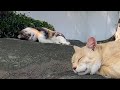 三毛猫茶とら猫の仲良し夫婦の居眠りライブ配信中!#ライブ配信