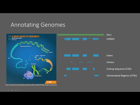 Byte Size Genome Informatics General Feature Format 3 GFF3 Files 