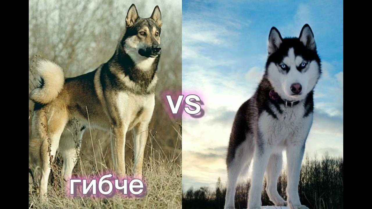 Лайка против. Лайка против. Лайка против. Восточно сибирская лайка против питбуля. Лайка и хаски.