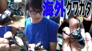 珍しい海外のクワガタがかっこ良過ぎた！！
