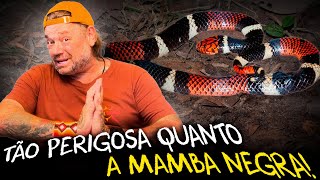 AS 5 SERPENTES DESCONHECIDAS QUE VÃO TE SURPREENDER!