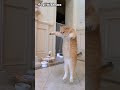 Cat jump rope