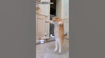 Cat Jump Rope 