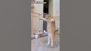 Cat jump rope