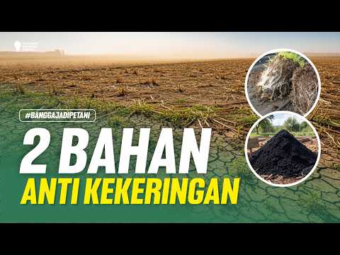 JARANG DIKETAHUI‼️ MIKORIZA & ASAM HUMAT BIKIN TANAMAN TAHAN KEKERINGAN