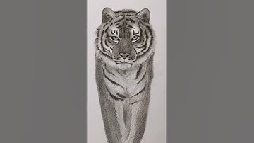 Hướng dẫn vẽ Hổ cho người mới #shorts