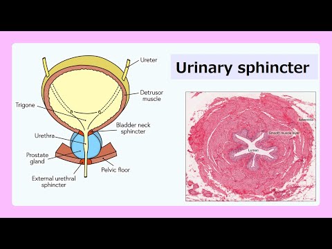 Video: Unde este sfincterul vezicii urinare?