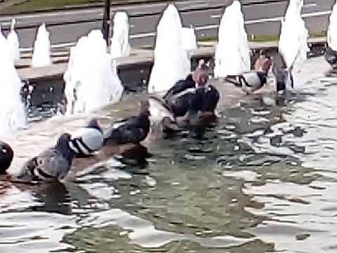 Голуби: Утренние процедуры - YouTube