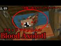 (マイクラ都市伝説59)恐怖のウーパールーパー Blood Axolotl (ブラッド アクソロトル)