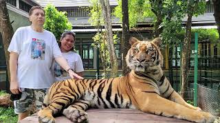 TIGER KINGDOM IN PHUKET  THAILAND