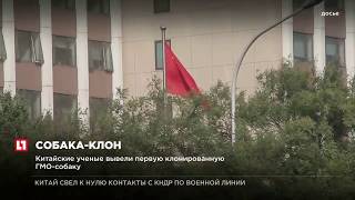 Китайские ученые вывели первую клонированную ГМО-собаку Китайские ученые вывели первую клонированную ГМО-собаку