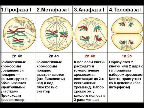 Проэмбриональный период. Лекции для студентов медицинских колледжей #биологиямедикам #медлекции #егэ