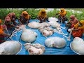 4 Full Cow Intestine Haleem & 800 Tandoori Roti Making For 400+ Villagers - Daal Curry Of Intestine