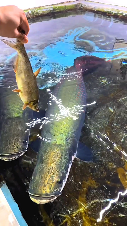 arapaima food hunting style | fresh water monster fish #arapima #rivermonster #hobbyspot