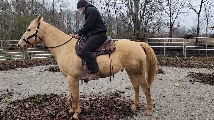 Jax first ride after 6 weeks off, halter
