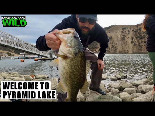 CATCHING WINTER BASS - PYRAMID LAKE FISHING 