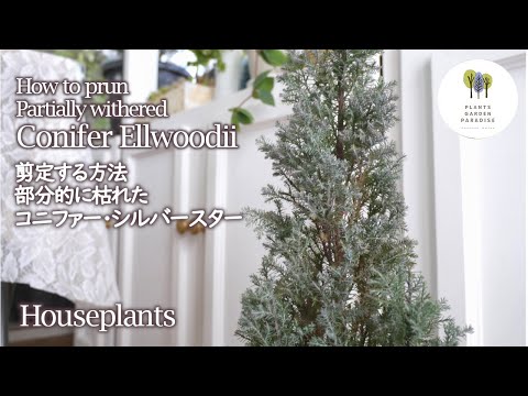 観葉植物 部分的に枯れたコニファー シルバースターを剪定する方法 How To Prun Partially Withered Onifer Ellwoodii Houseplants Youtube